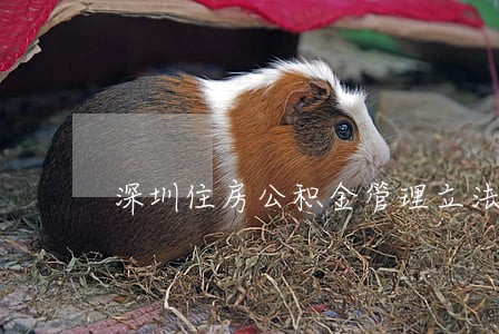 深圳住房公积金管理立法将启动