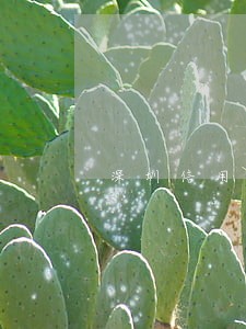 深圳信用卡逾期会怎么样 深圳信用卡逾期会怎么样