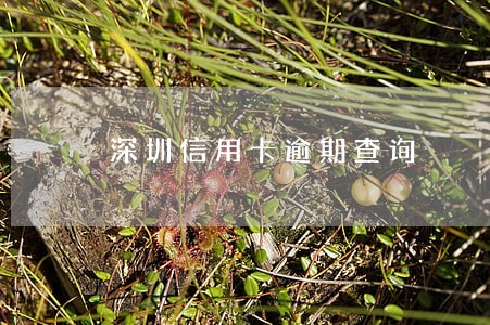 深圳信用卡逾期查询 深圳信用卡逾期查询
