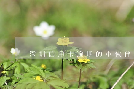 深圳信用卡逾期的小伙伴
