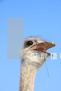 深圳借呗逾期54天了 深圳借呗逾期54天了