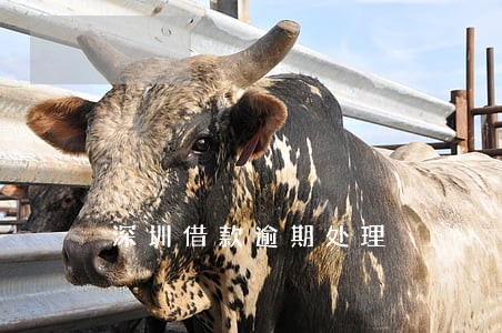 深圳借款逾期处理