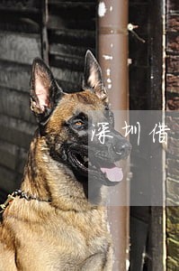 深圳借贷逾期处理方案