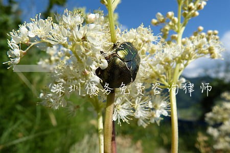 深圳债务免费咨询律师 深圳债务免费咨询律师