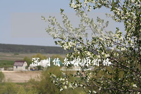 深圳债务律师价格 深圳债务律师价格