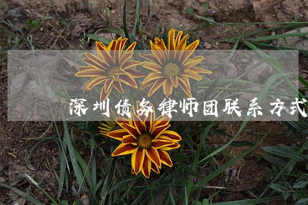 深圳债务律师团联系方式 深圳债务律师团联系方式