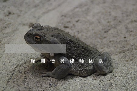 深圳债务律师团队