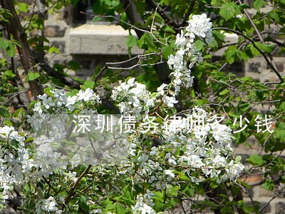 深圳债务律师多少钱 深圳债务律师多少钱