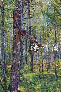 深圳债务纠纷律师违约 深圳债务纠纷律师违约