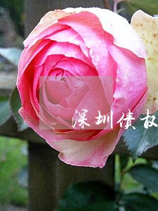 深圳债权债务律师事务所 深圳债权债务律师事务所