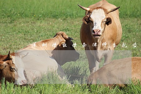 深圳债权债务律师委托咨询 深圳债权债务律师委托咨询