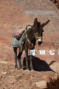 深圳公司发工资用港币是不是违法 深圳公司发工资用港币是不是违法