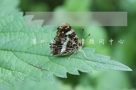深圳公司法律顾问中心 深圳公司法律顾问中心