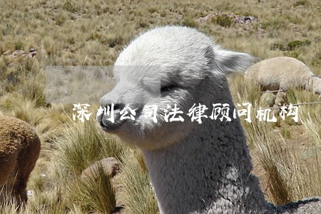 深圳公司法律顾问机构 深圳公司法律顾问机构