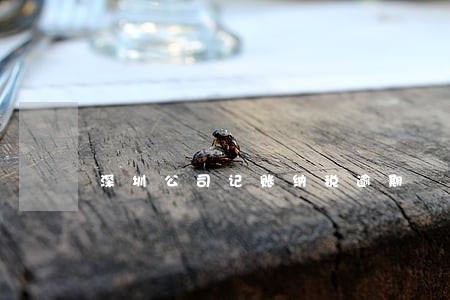 深圳公司记账纳税逾期 深圳公司记账纳税逾期