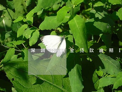 深圳公积金贷款逾期1天 深圳公积金贷款逾期1天