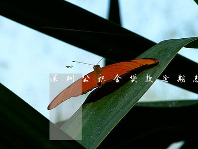 深圳公积金贷款逾期怎么还款