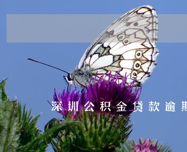 深圳公积金贷款逾期补扣 深圳公积金贷款逾期补扣