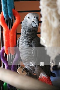 深圳公积金逾期怎么补缴 深圳公积金逾期怎么补缴