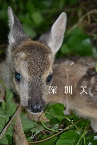 深圳关于刑事律师在线咨询 深圳关于刑事律师在线咨询