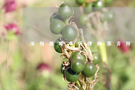 深圳再审申诉律师事务所价格