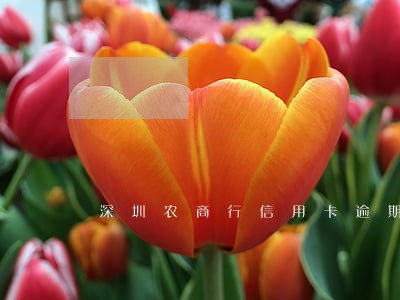 深圳农商行信用卡逾期几天上征信 深圳农商行信用卡逾期几天上征信