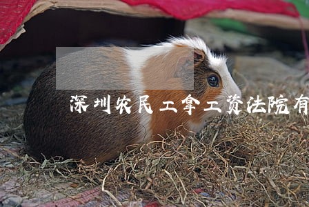深圳农民工拿工资法院有用吗