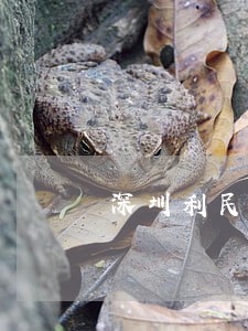 深圳利民网逾期公告 深圳利民网逾期公告