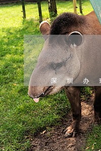 深圳办理离婚律师排行 深圳办理离婚律师排行