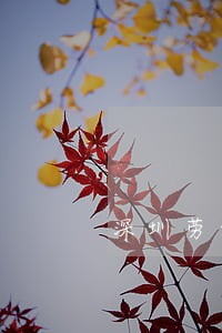 深圳劳动仲裁在线咨询法律猫 深圳劳动仲裁在线咨询法律猫