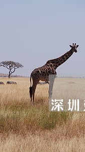 深圳劳动合同法33条 深圳劳动合同法33条