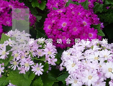 深圳劳动合同法实施 深圳劳动合同法实施