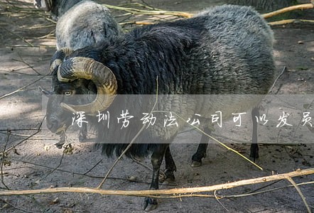 深圳劳动法公司可以发员工款吗