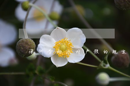 深圳劳动法对产假的规定 深圳劳动法对产假的规定