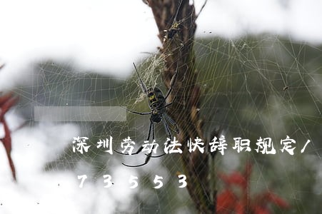 深圳劳动法快辞职规定/2023021073553 深圳劳动法快辞职规定/2023021073553
