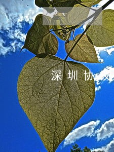 深圳协议离婚律师事务所 深圳协议离婚律师事务所