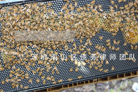 深圳南山区债务律师团队 深圳南山区债务律师团队