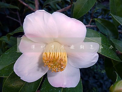 深圳卡片逾期怎么办 深圳卡片逾期怎么办
