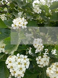 深圳卫健委法规处长 深圳卫健委法规处长