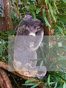 深圳可靠的债务违约案律师 深圳可靠的债务违约案律师