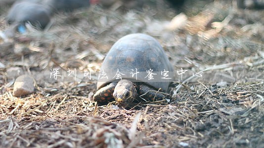 深圳司法会计鉴定中心 深圳司法会计鉴定中心