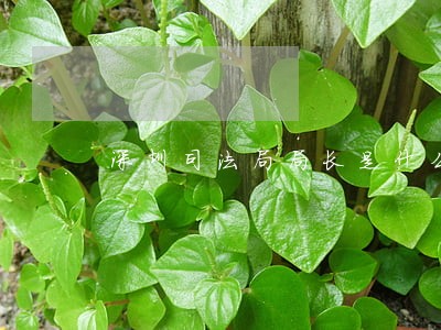 深圳司法局局长是什么级别