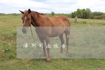深圳司法报告 深圳司法报告