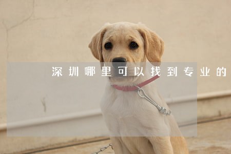 深圳哪里可以找到专业的离婚律师 深圳哪里可以找到专业的离婚律师