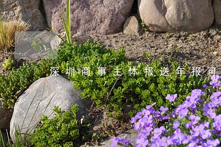 深圳商事主体报送年报可以逾期 深圳商事主体报送年报可以逾期