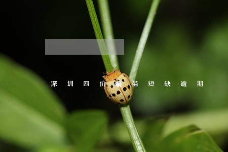深圳四价疫苗短缺逾期 深圳四价疫苗短缺逾期