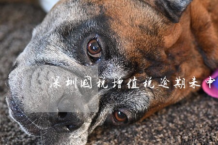 深圳国税增值税逾期未申报 深圳国税增值税逾期未申报