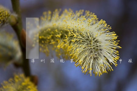 深圳国税第一次逾期申报 深圳国税第一次逾期申报