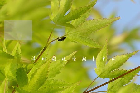 深圳国税逾期未申报 深圳国税逾期未申报