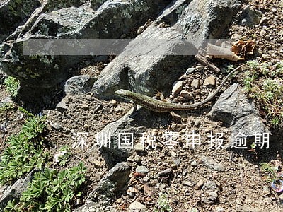 深圳国税零申报逾期 深圳国税零申报逾期